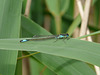 Blue-tailed Damselfly 6