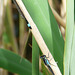 Blue-tailed Damselflies 8