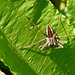 Nursery Web Spider 1