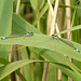 Blue-tailed Damselflies 9