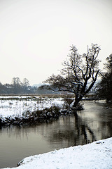 Godalming river January 2013 1