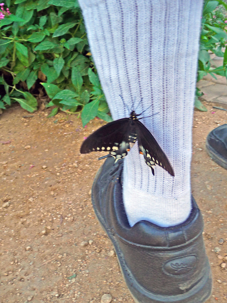 Living Desert Freshly Emerged Butterfly (2102)