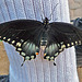 Living Desert Freshly Emerged Butterfly (2103)