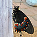 Living Desert Freshly Emerged Butterfly (2104)