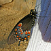 Living Desert Freshly Emerged Butterfly (2105)