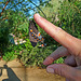 Living Desert Freshly Emerged Butterfly (2107)