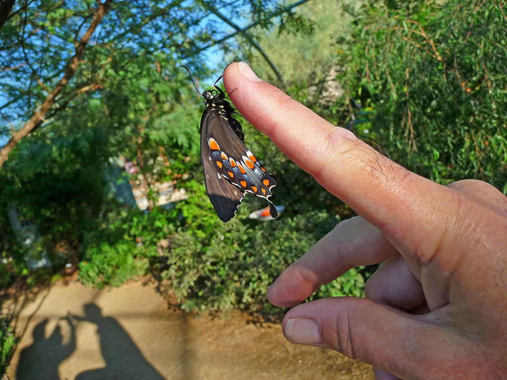Living Desert Freshly Emerged Butterfly (2107)