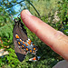 Living Desert Freshly Emerged Butterfly (2107A)