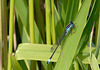 Blue-tailed Damselfly 10
