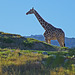 Living Desert Giraffe (2083)
