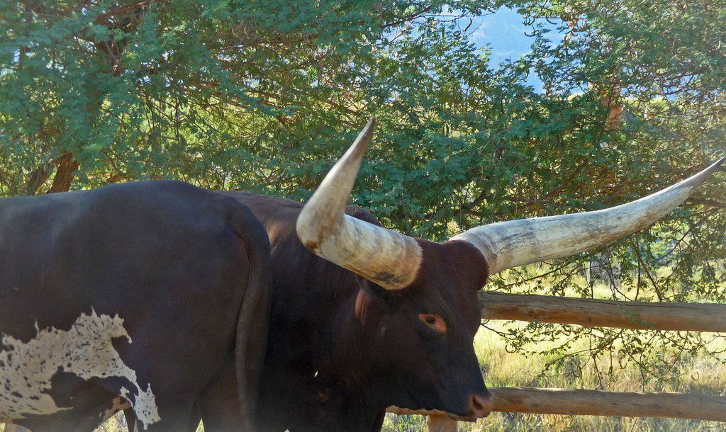Living Desert Huge-Horned Cattle (2089)