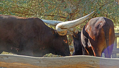 Living Desert Huge-Horned Cattle (2090)