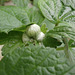 The Japanese anemone is starting to bud