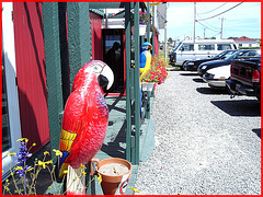 Perroquets  / Parrots of /du bas du fleuve - Resto la rose des vents - Pointe-au-père,  Québec.  CANADA. 23 juillet 2005.