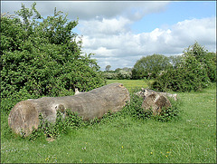 tree trunks at Binsey