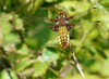 Broad Bodied Chaser -Female 1