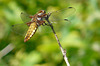 Broad Bodied Chaser -Female 2