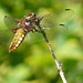 Broad Bodied Chaser -Female 2