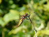 Broad Bodied Chaser -Female 3