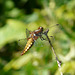 Broad Bodied Chaser -Female 3
