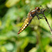 Broad Bodied Chaser -Female 4