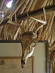 Skull (1625)