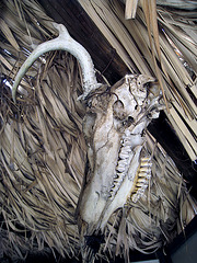 Skull (1626)
