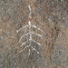Wilhelm's Metate Ranch Petroglyph (2187)