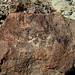 Wilhelm's Metate Ranch Petroglyph (2189)