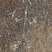 Wilhelm's Metate Ranch Petroglyph (2191)