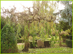 Cimetière de Copenhague - Copenhagen cemetery- 20 octobre 2008 / Arbre maléfique - Evil tree.