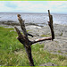 Branches lance-pierres et mer  / Slingshots branch and surf - Québec, CANADA / 22 juillet 2005.