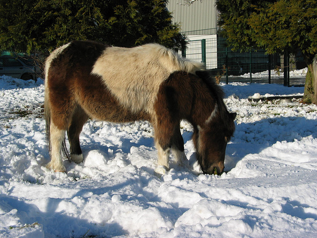 Pony mit Winterfell