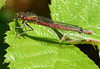 Large Red Damselfly Side