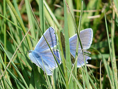 Common Blue Times 2