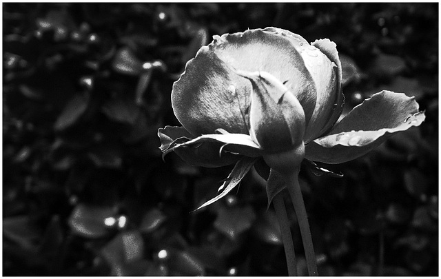 Jan 1 - The first Rose of 2012
