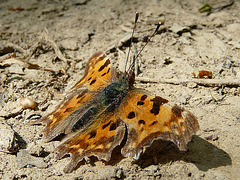 Comma Side