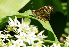 Speckled Wood with Friend
