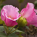 Hibiscus mutabilis (MALVACEAE)
