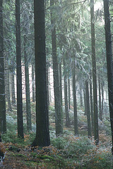 Hermannsweg // Trees