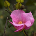 Hibiscus mutabilis (MALVACEAE)
