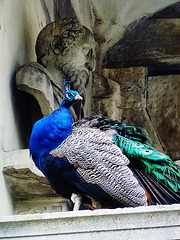 peacock in the belvedere, holland park, london
