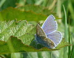 Common Blue Side