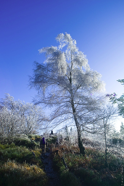 Hermannsweg // Icy Tree