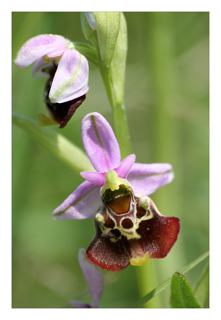 l'orchidée bourdon