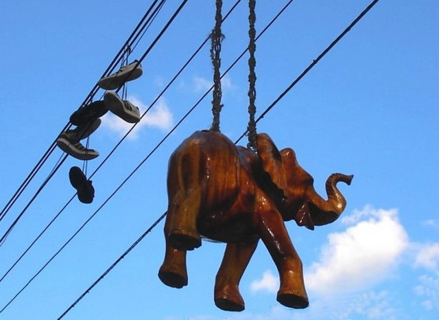 Vue électrisante et peu commune / Electric elephant & shoes