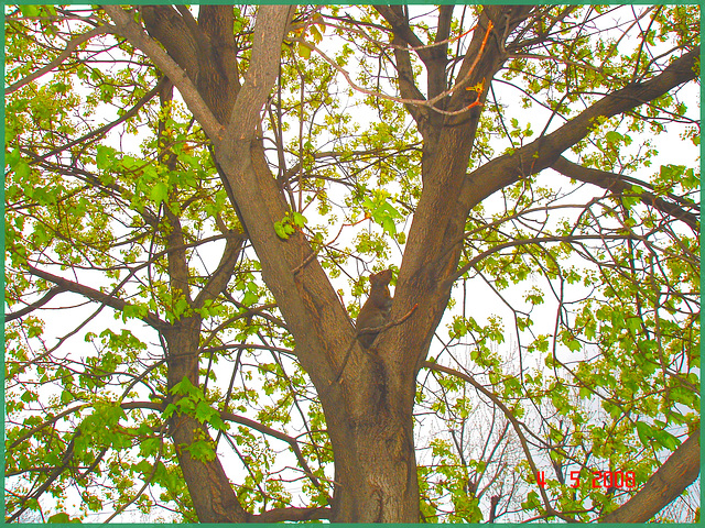 Écureuil collégial - Collegial squirrel.  Dans ma ville / hometown.