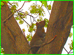 Écureuil collégial - Collegial squirrel.   Dans ma ville  / Hometown. 4 mai 2008.