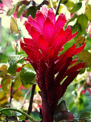 Alpinia purpurata