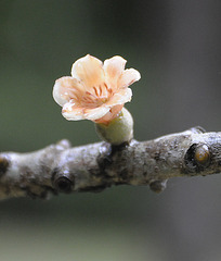 Baum Blüte